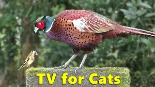 Cat TV Videos ~ Beautiful Small and Big Birds for Cats to Watch