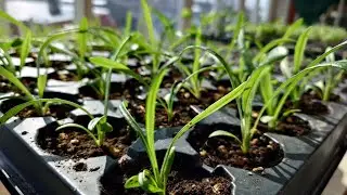 Вот наконец и март! Пора открывать садовый сезон!