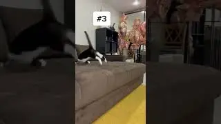 Котик милый 🤣🤣🤣 ЛУЧШИЕ ТИКТОК #shorts