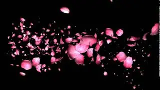 Footage Rose petals HD