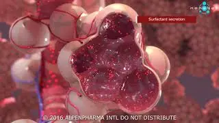 Pulmonary surfactant secretion - 3D medical animation