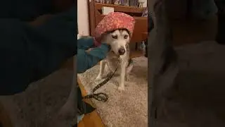 Husky REFUSES To Wear Her Hat!!! (HILARIOUS)