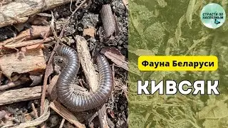 Кто такой кивсяк? / Фауна Беларуси