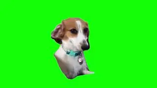 10 Funny Green Screen Dogs