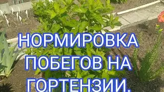 НОРМИРОВКА ГОТЕНЗИЙ В ИЮНЕ 💐