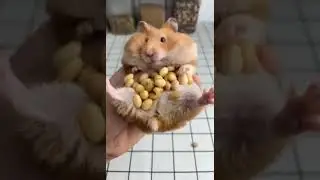 The never ending amount of peanuts in cheek pouches of this hamster