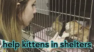 Kittens Are Dying in Shelters. Here's Why (and How to Help!)