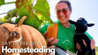 Preserving & Cooking With Pumpkin (I Let the Goats Out!) | Farm Life VLOG