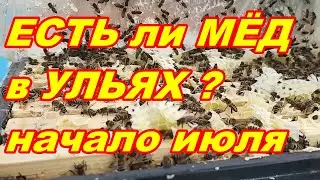 Когда ГЛАВНЫЙ ВЗЯТОК у ПЧЁЛ !? Начало ГЛАВНОГО ВЗЯТКА ! ЕСТЬ ЛИ в МЁД в УЛЬЯХ ? начало июля !