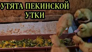 Утята пекинской утки