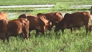 Eating Of The Big and Yellow Cows on the harvested rice field