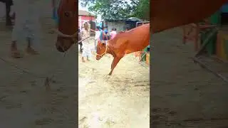 Tik Tok Eid Ul Adha Special  Tik Tok Trending Video