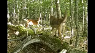 This Maine doe chases down a coyote