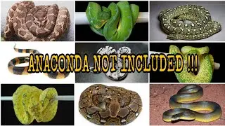 MOST COMPLETE !!! 36 SPECIES OF PYTHONS (Pythonidae)