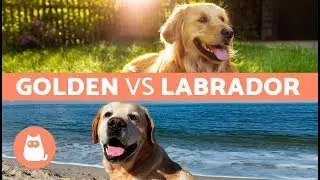 GOLDEN VS LABRADOR - Diferencias entre labrador retriever y golden retriever