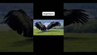 Modern animals that used to be giants!😳🦅 