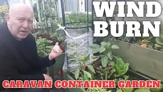 Wind Burn Caravan Container Garden