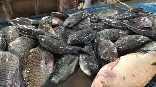 FAST CUT NILA FISH, TRADISIONAL FISH OF NORT SUMATRA