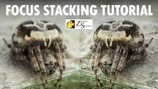 How To Focus Stack In Zerene Stacker