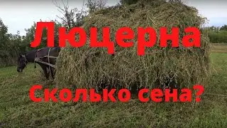 Сколько можно собрать сена люцерны с десяти соток Собираем сено люцерны Сколько сохнет люцерна