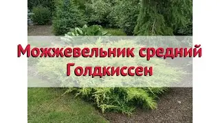 Можжевельник средний Голдкиссен 🌿 Обзор: посадка и уход. крупномеры: описание и особенности