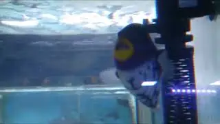 Triggerfish fancam