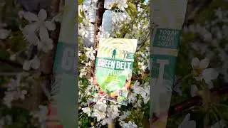 Гиббереллиновая кислота по черешне (