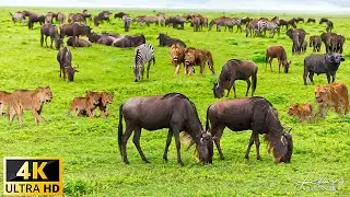 4K African Wildlife: Mana Pools National Park, Zimbabwe - Scenic Wildlife Film With Real Sounds