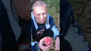ОБРЯД заваривания МУХОМОРА