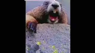 #funydog #funny #funny #funnyvideo