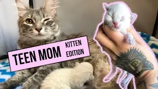 This young mama was still a kitten when she gave birth. Ugh. Now Im raising both kittens!