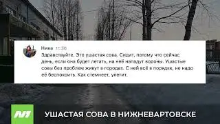 УШАСТАЯ СОВА В НИЖНЕВАРТОВСКЕ