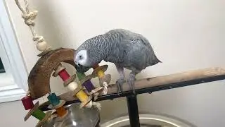 Coconut Rainbow Toy with African Grey Parrot