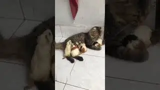 На Это Можно Смотреть Вечно! Смешные Котики 🤯 