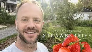 How I Multiply my Strawberry Plants for Free! (Bonus chaos gardening song at the end)