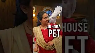 My in House Pet - Cockatoo Bird