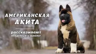 АМЕРИКАНСКАЯ АКИТА. Рассказывают владельцы и кинолог American Akita