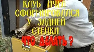 КОГДА  КЛУБ  ПЧЁЛ  СФОРМИРОВАЛСЯ  У  ЗАДНЕЙ СТЕНКИ. ЧТО ДЕЛАТЬ?