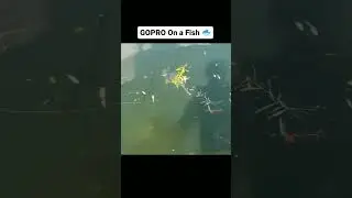 GOPRO On a FISH!!!