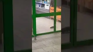 😱Крысы в Пятерочке в Чертаново😱🫣