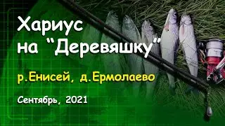 Хариус на "Деревяшку". Енисей, д.Ермолаево. Сентябрь, 2021