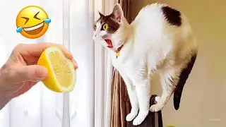 Best Funny Animal Videos 2024 🤣😅 Funny Videos About Dogs and Cats That Make You Can't Stop Laughing