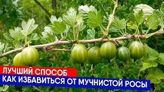 ЛУЧШИЙ СПОСОБ - КАК ИЗБАВИТЬСЯ ОТ МУЧНИСТОЙ РОСЫ