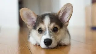 Pembroke Welsh Corgi | Description, care and training