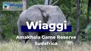 Amakhala Game Reserve (Sudafrica): riserva, fauna selvatica