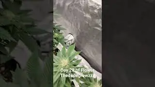 Day 28 of Flower 