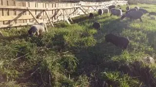 Вьетнамские вислобрюхие поросята гуляют / Vietnamese pigs walk
