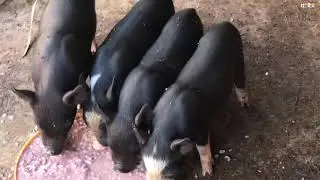 Wow! Piglets are eating