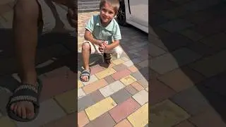 Мой тигр  пришел  🐯😂 Самый опасный сосед ч. 2 #shortsvideo #share #automobile #pool #food #shorts