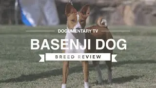 BASENJI BREED REVIEW